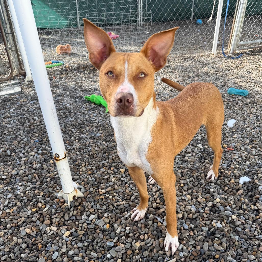 Enlarge Tripp, a Adoptable Mixed Breed in Waynesville, NC image 3/6