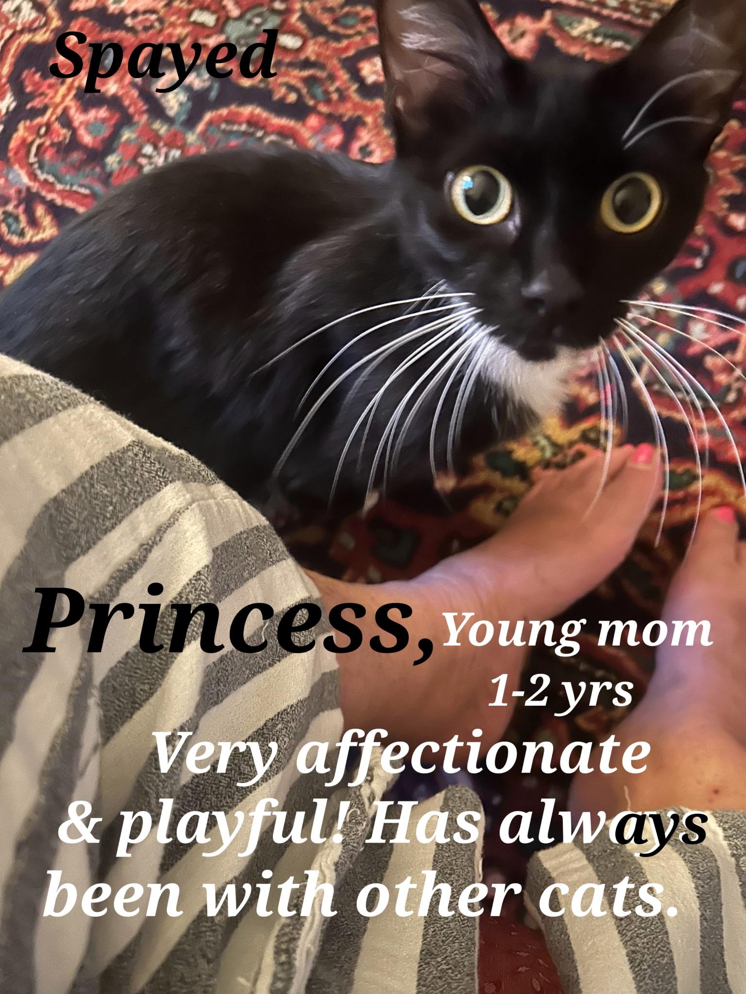 Princess, Adoptable, Adult Female Tuxedo.