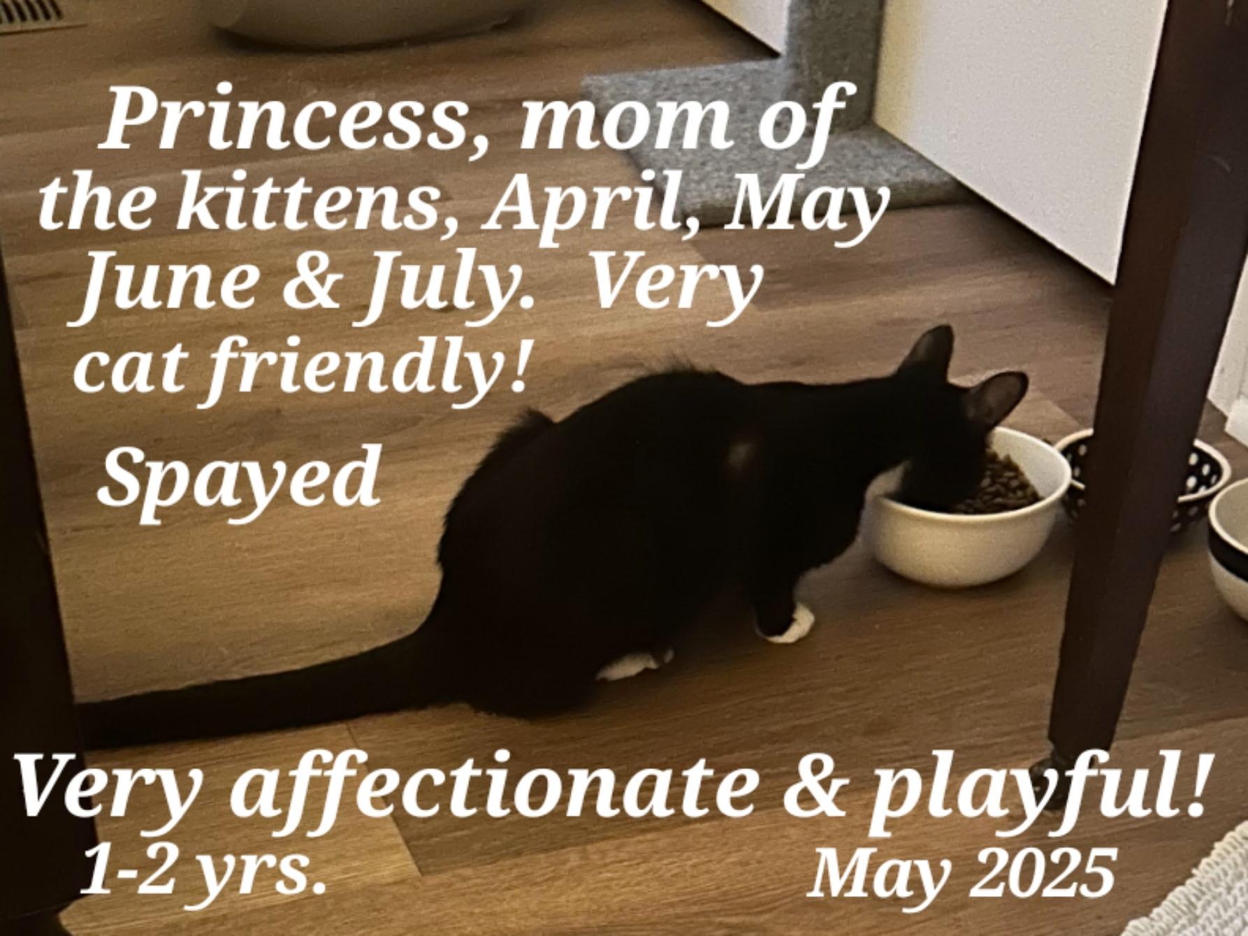 Enlarge Princess, a Adoptable mixed breed in Staunton, VA image 2/2