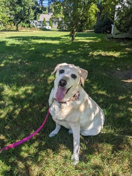 Ginger, Adoptable, Senior Female Labrador Retriever.