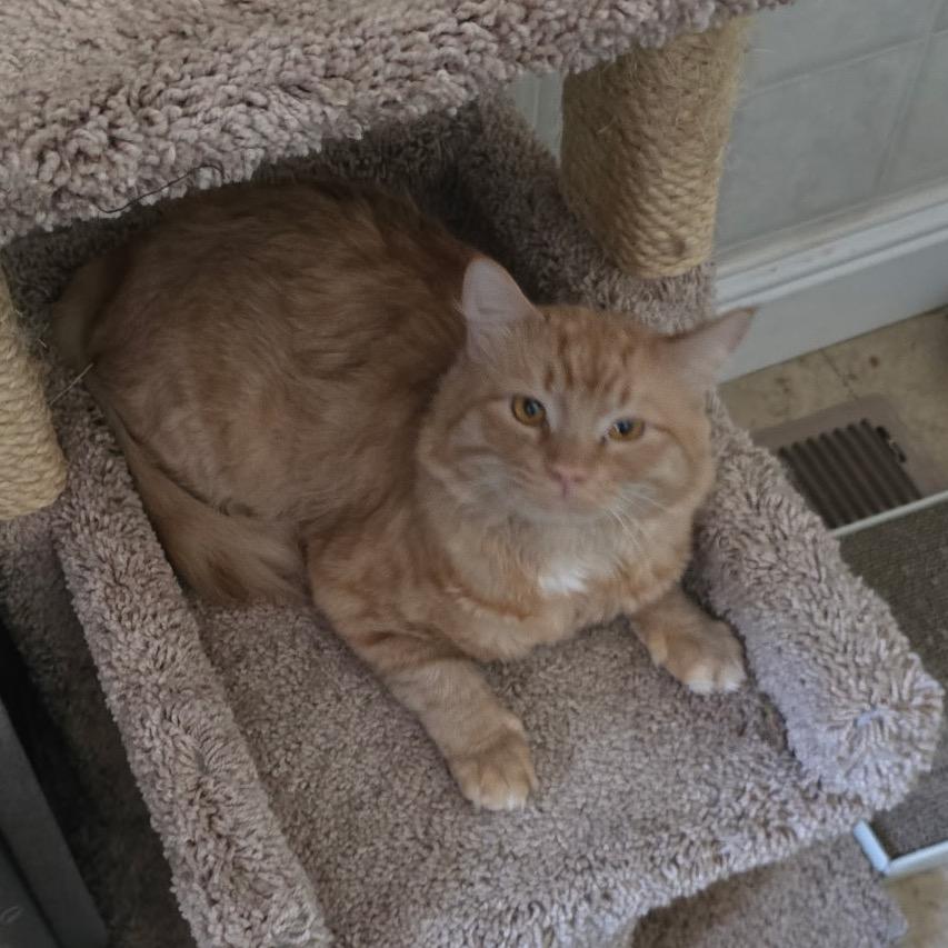 Oscar, Adoptable, Adult Male Domestic Medium Hair.