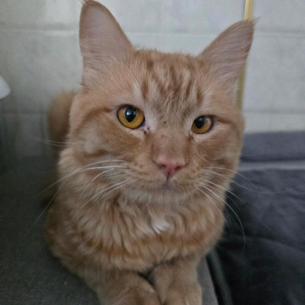 Oscar, a Adoptable Domestic Medium Hair in Baker City, OR image 2/2