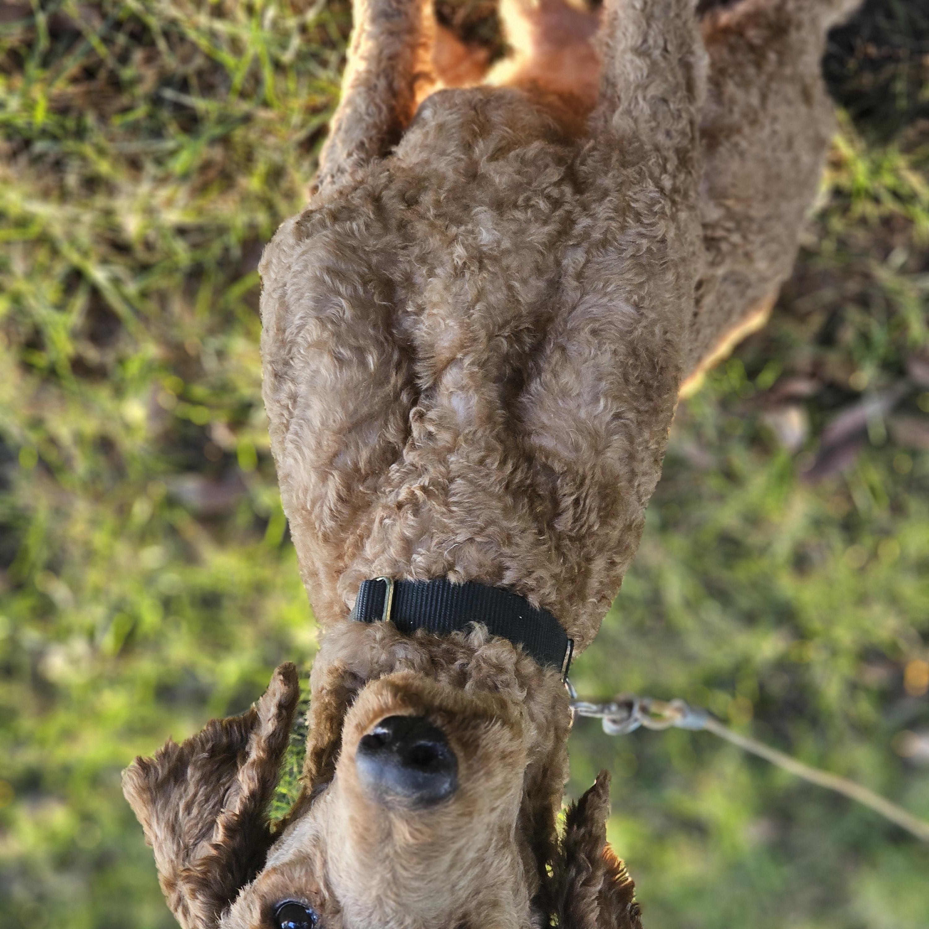 Enlarge Blaze, a Adoptable Standard Poodle in O Fallon, IL image 2/6