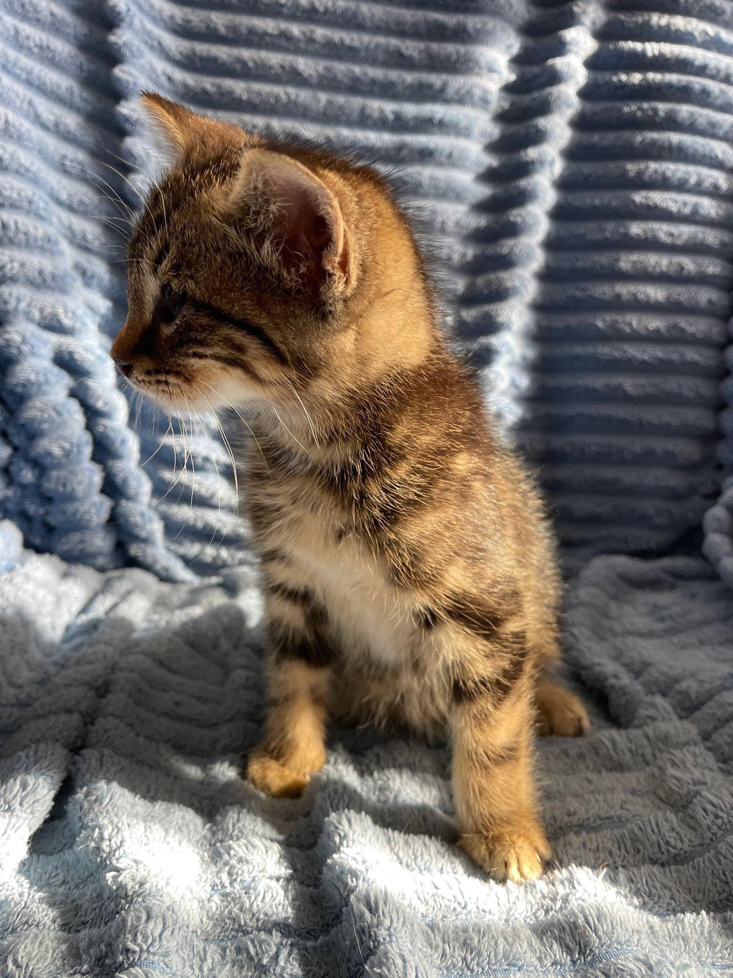 Tiger, Adopted, Kitten Male Tabby & Domestic Short Hair.