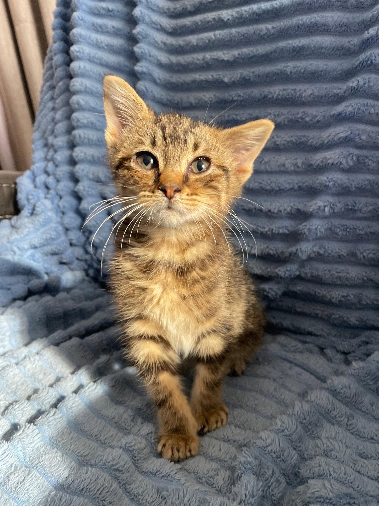 Tiger, a Adopted mixed breed in Island Lake, IL image 2/3