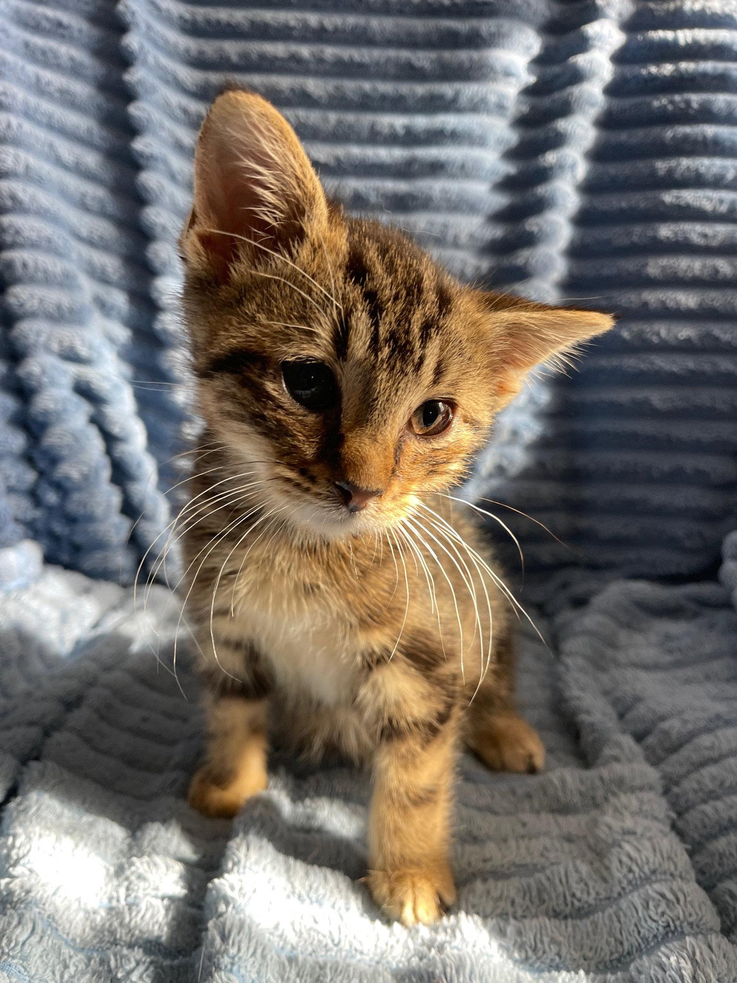 Tiger, a Adopted mixed breed in Island Lake, IL image 3/3