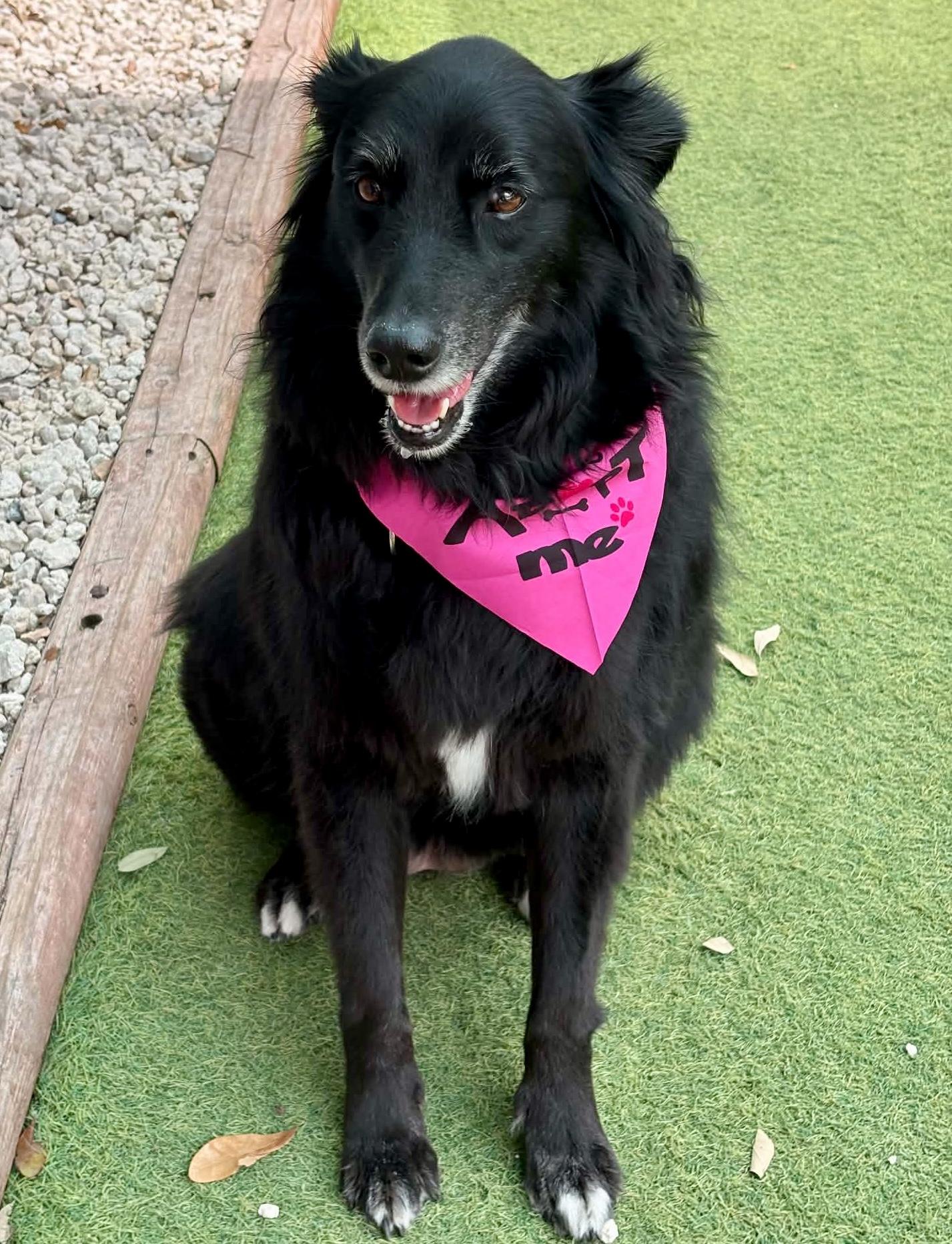 Enlarge SADIE, a Adoptable mixed breed in Largo, FL image 6/6
