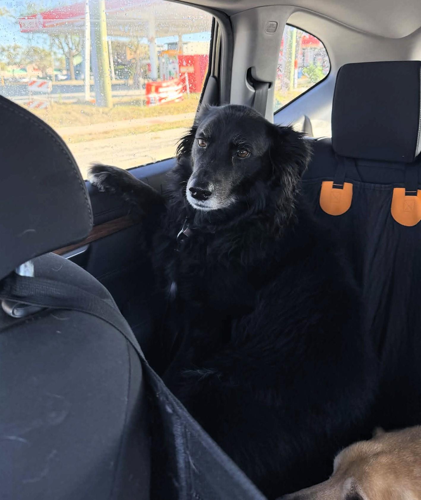 Enlarge SADIE, a Adoptable mixed breed in Largo, FL image 5/6