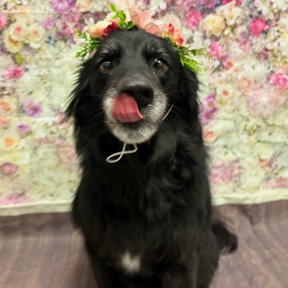 Enlarge SADIE, a Adoptable mixed breed in Largo, FL image 1/6