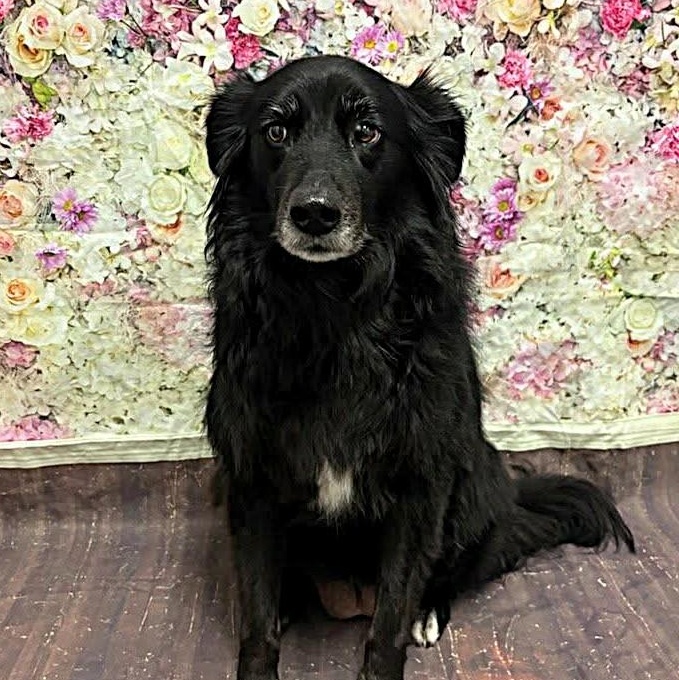 Enlarge SADIE, a Adoptable mixed breed in Largo, FL image 3/6