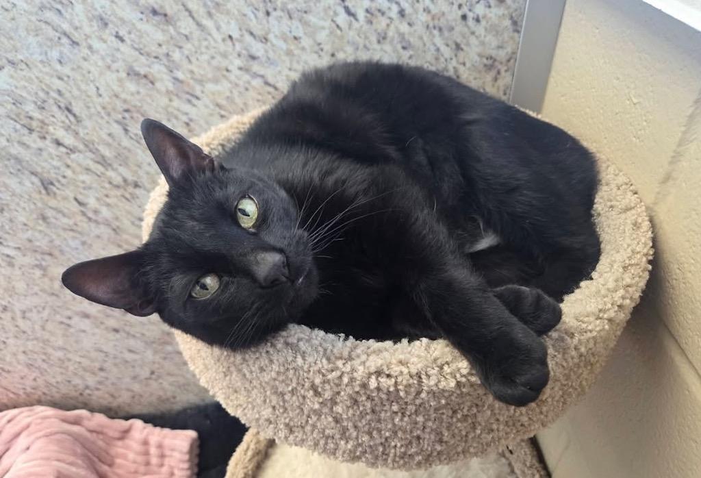 Jinx, Adoptable, Senior Male Domestic Short Hair.