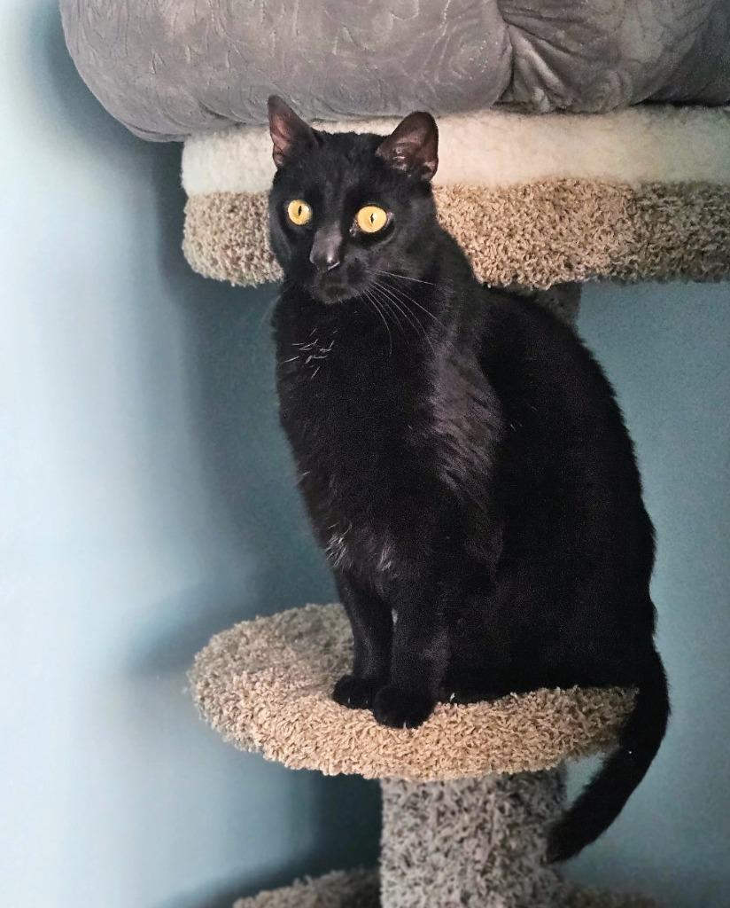 Jinx, Adoptable, Senior Male Domestic Short Hair.