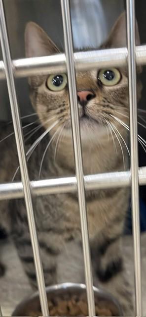 Enlarge Effie, a Adoptable mixed breed in Jackson, LA image 1/1