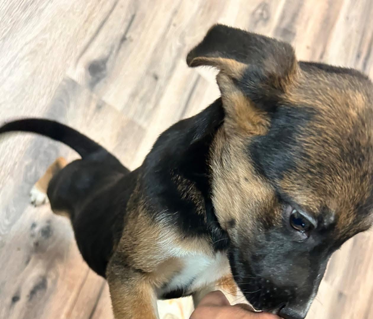 Enlarge Happy, a ADOPTABLE mixed breed in Woodbury, NJ image 2/6
