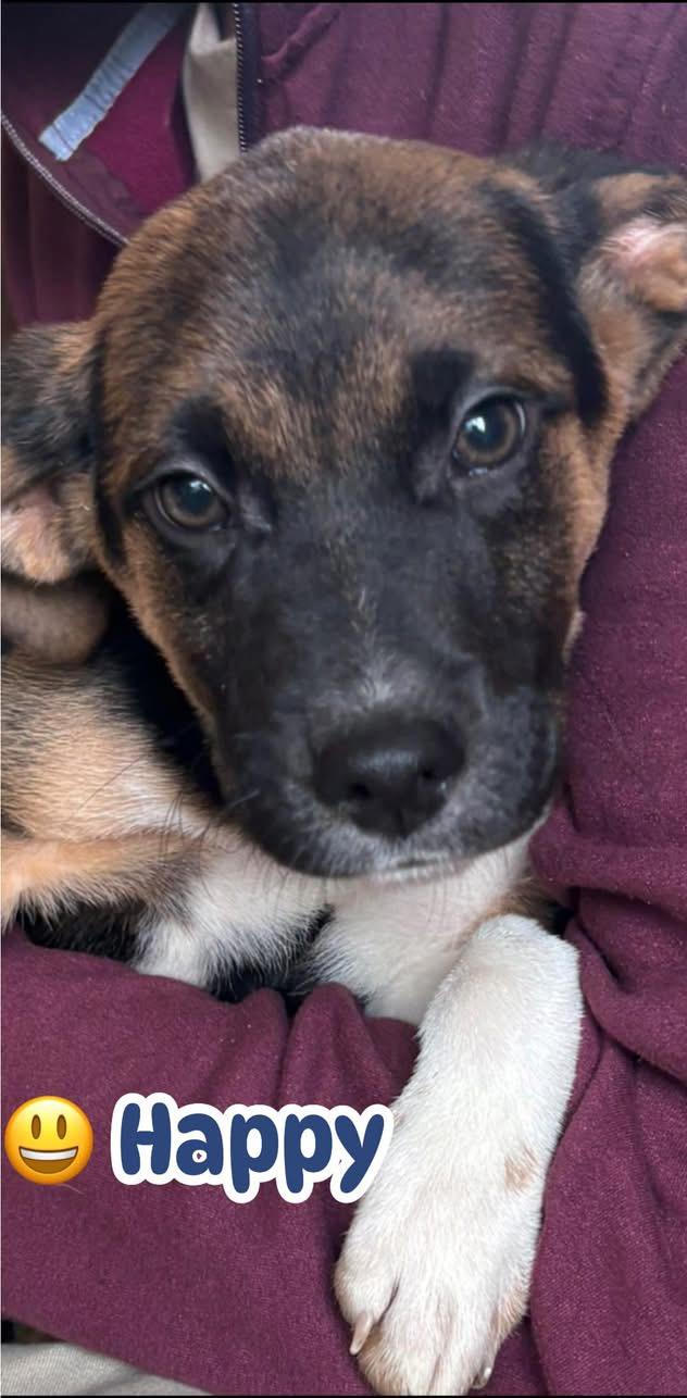 Enlarge Happy, a ADOPTABLE mixed breed in Woodbury, NJ image 3/6