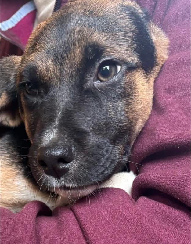 Enlarge Happy, a ADOPTABLE mixed breed in Woodbury, NJ image 6/6