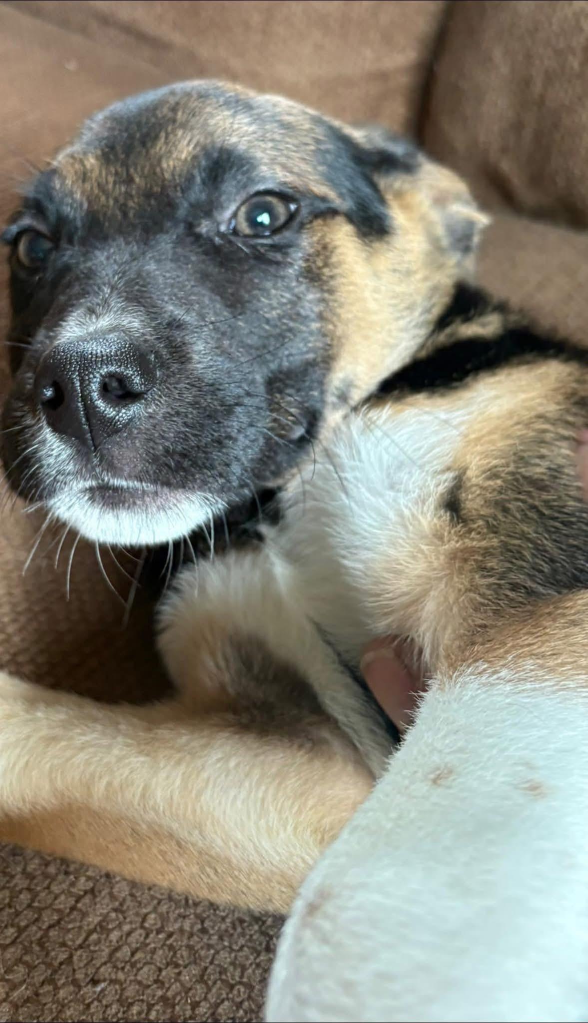 Enlarge Happy, a ADOPTABLE mixed breed in Woodbury, NJ image 4/6