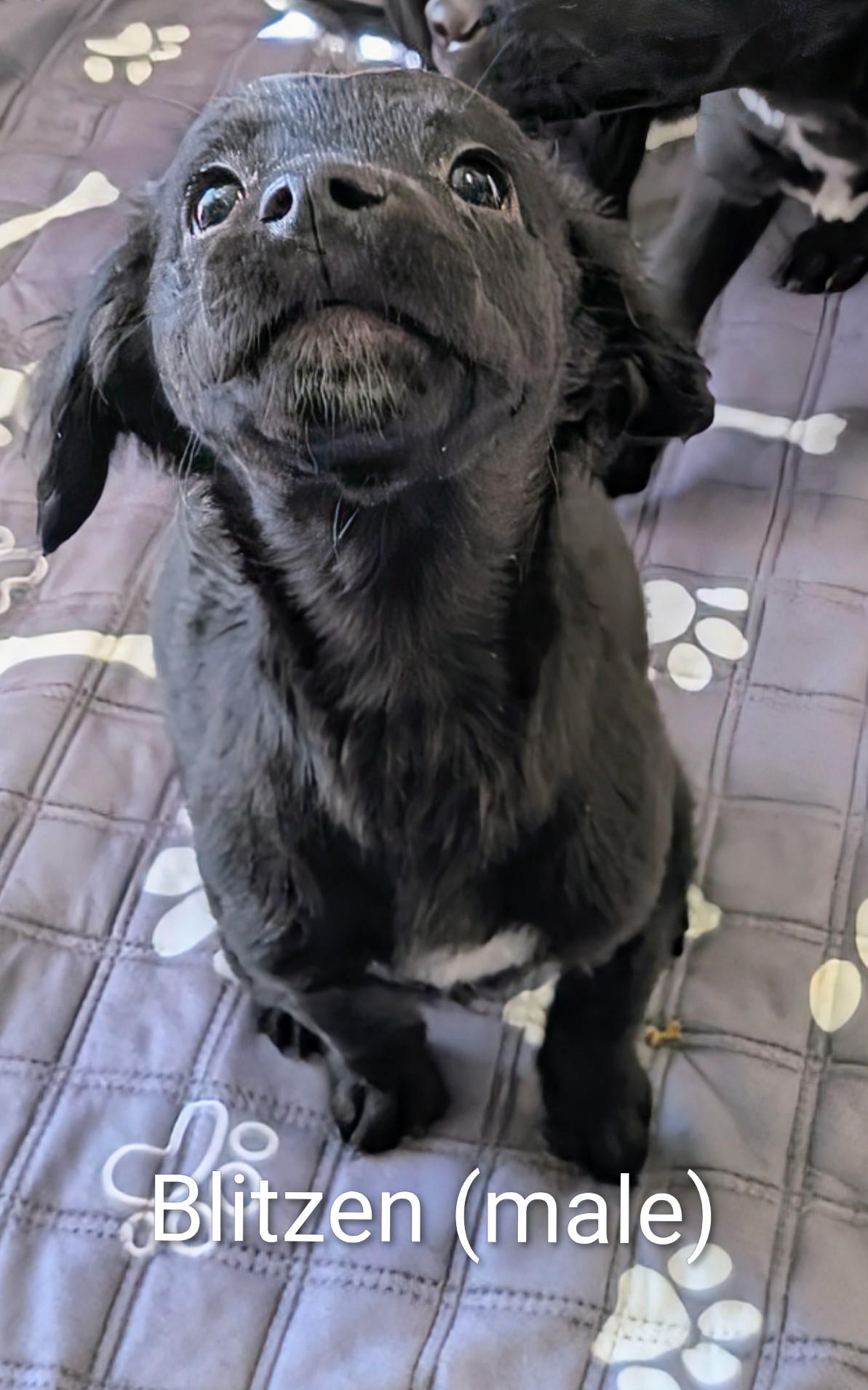 Enlarge Blitzen , a ADOPTABLE mixed breed in Saint David, AZ image 1/2