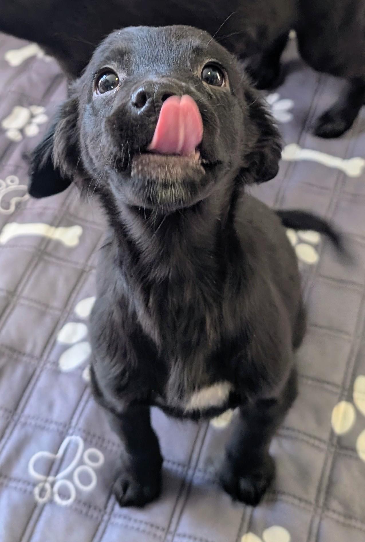 Enlarge Blitzen , a ADOPTABLE mixed breed in Saint David, AZ image 2/2