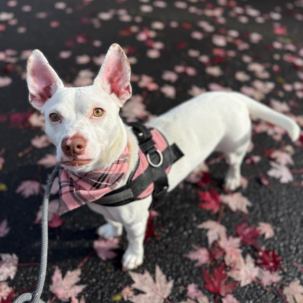 Betsy, Adoptable, Adult Female Terrier.