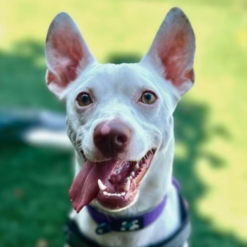 Betsy, a Adoptable mixed breed in Newberg, OR image 2/6