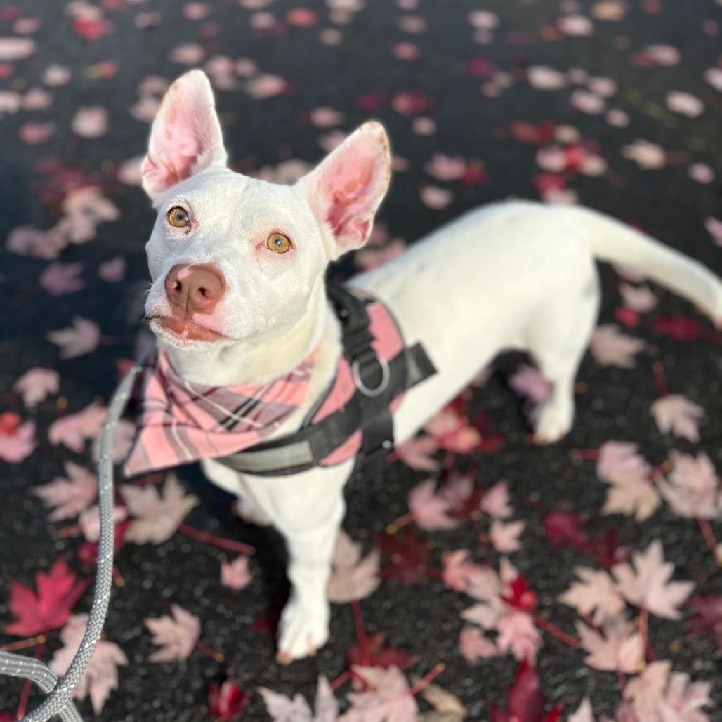 Betsy, a Adoptable mixed breed in Newberg, OR image 3/6