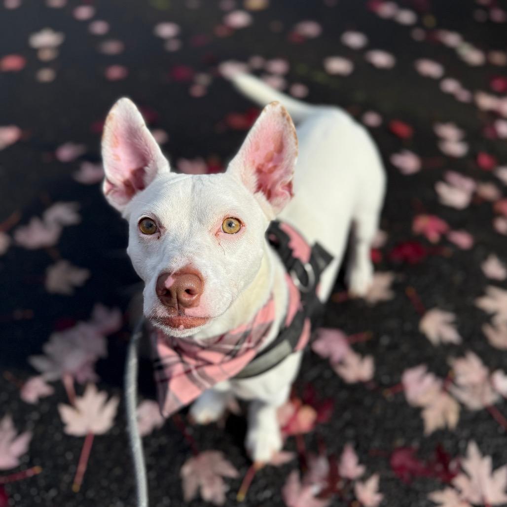 Betsy, a Adoptable mixed breed in Newberg, OR image 4/6