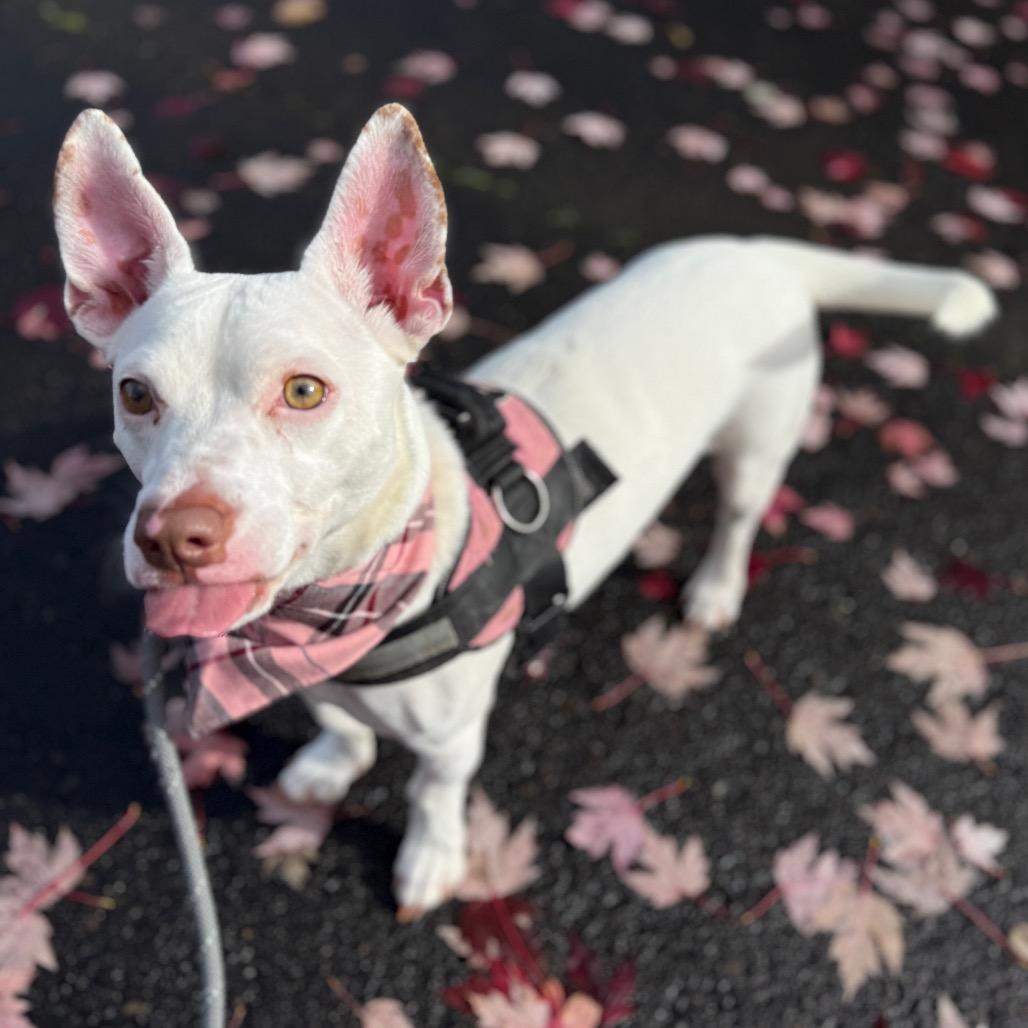 Betsy, a Adoptable mixed breed in Newberg, OR image 5/6