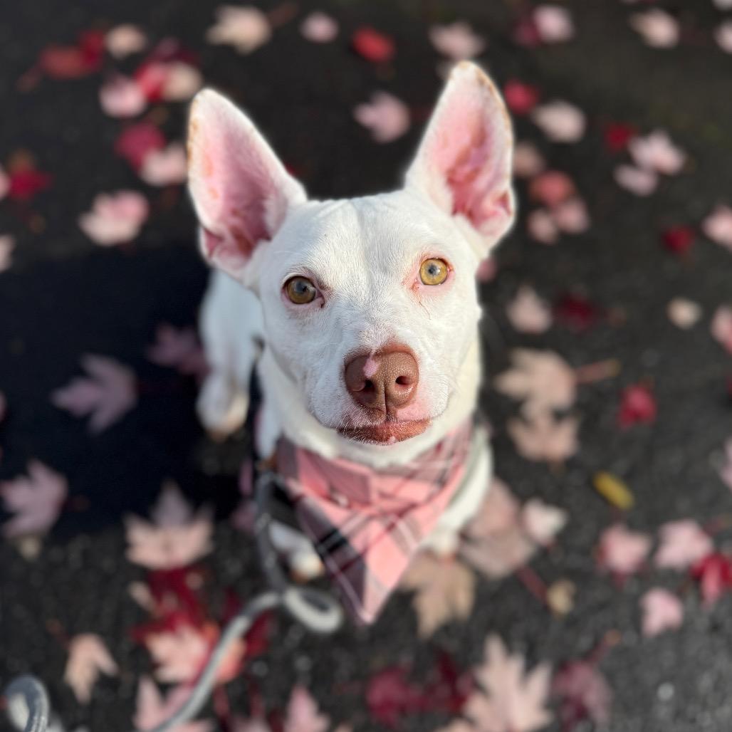 Betsy, a Adoptable mixed breed in Newberg, OR image 6/6
