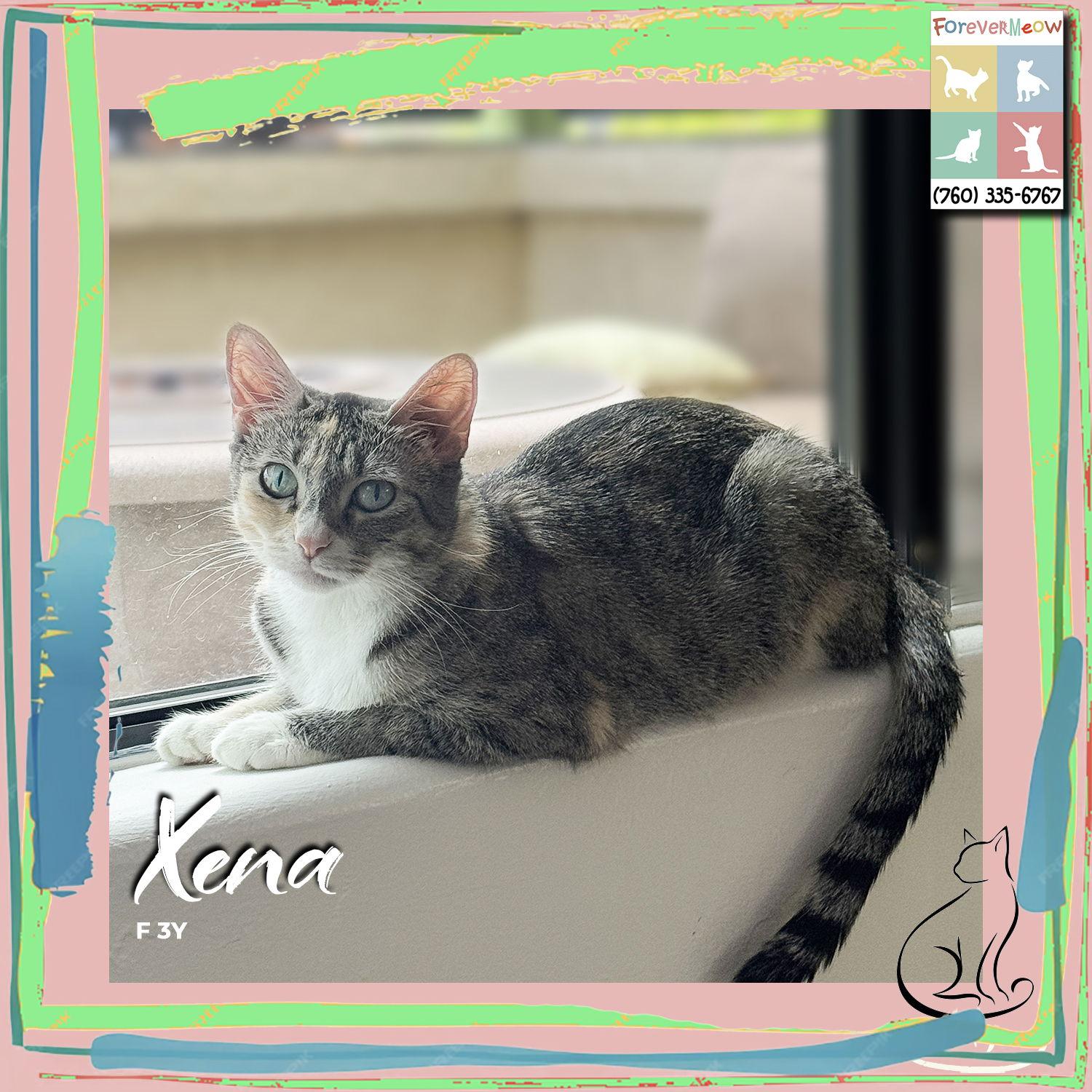 Xena, Adopted, Adult Female Domestic Short Hair & Torbie.
