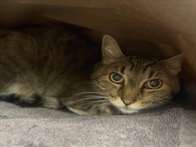 VEX, Adoptable, Young Female Domestic Short Hair.