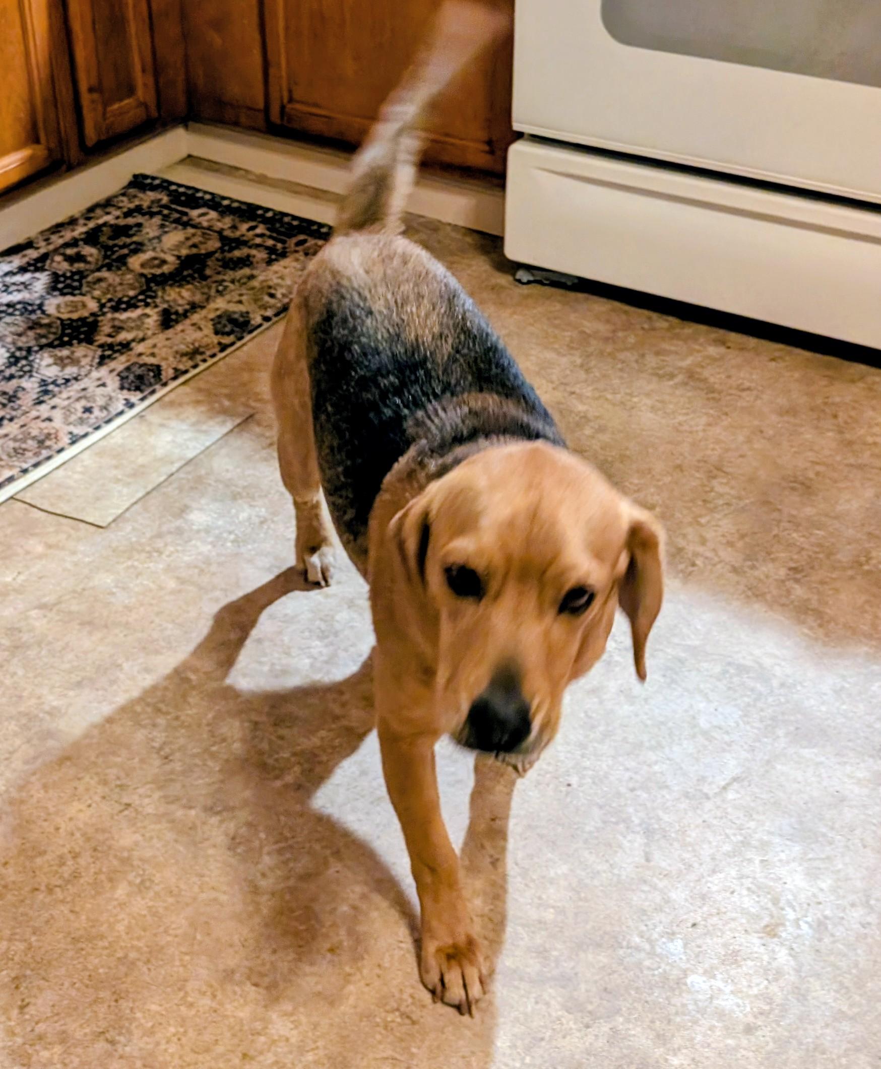 Enlarge Chase, a ADOPTABLE Beagle in Homer Glen, IL image 1/5