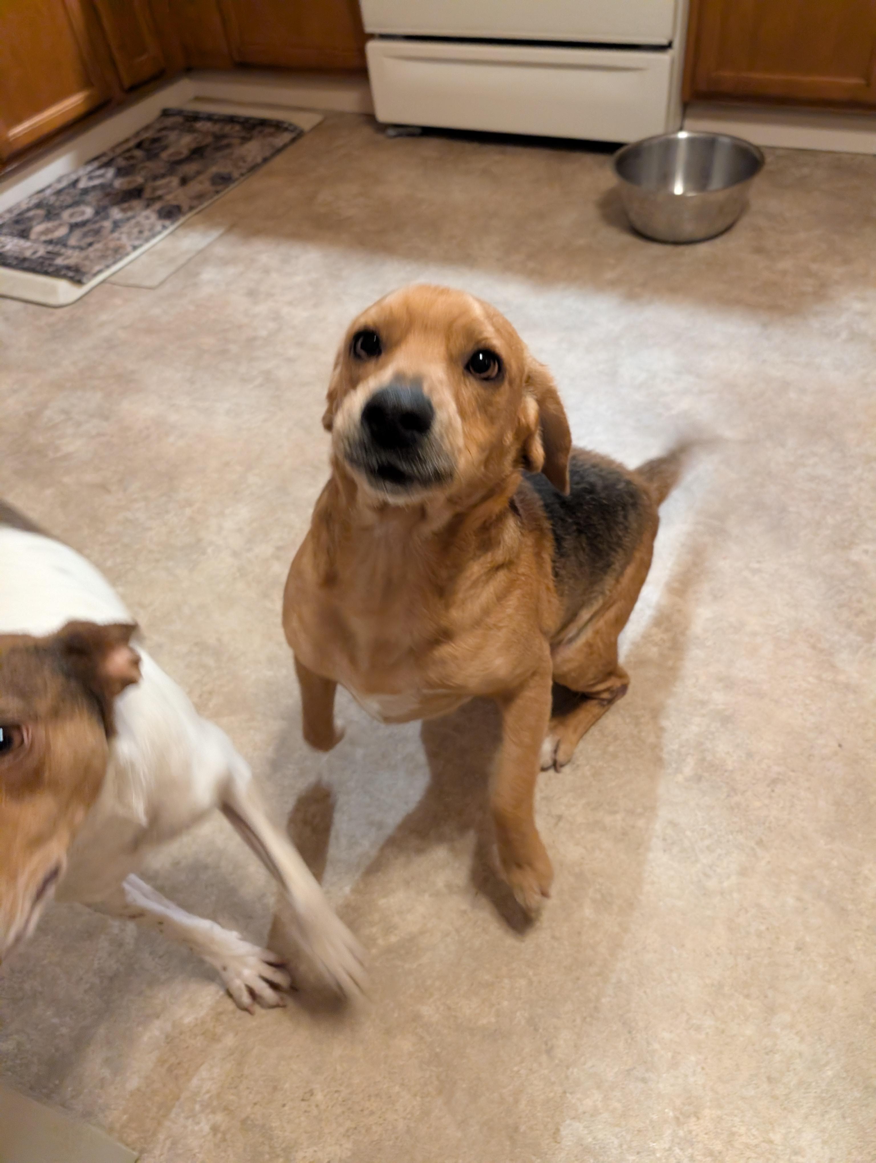 Enlarge Chase, a ADOPTABLE Beagle in Homer Glen, IL image 2/5