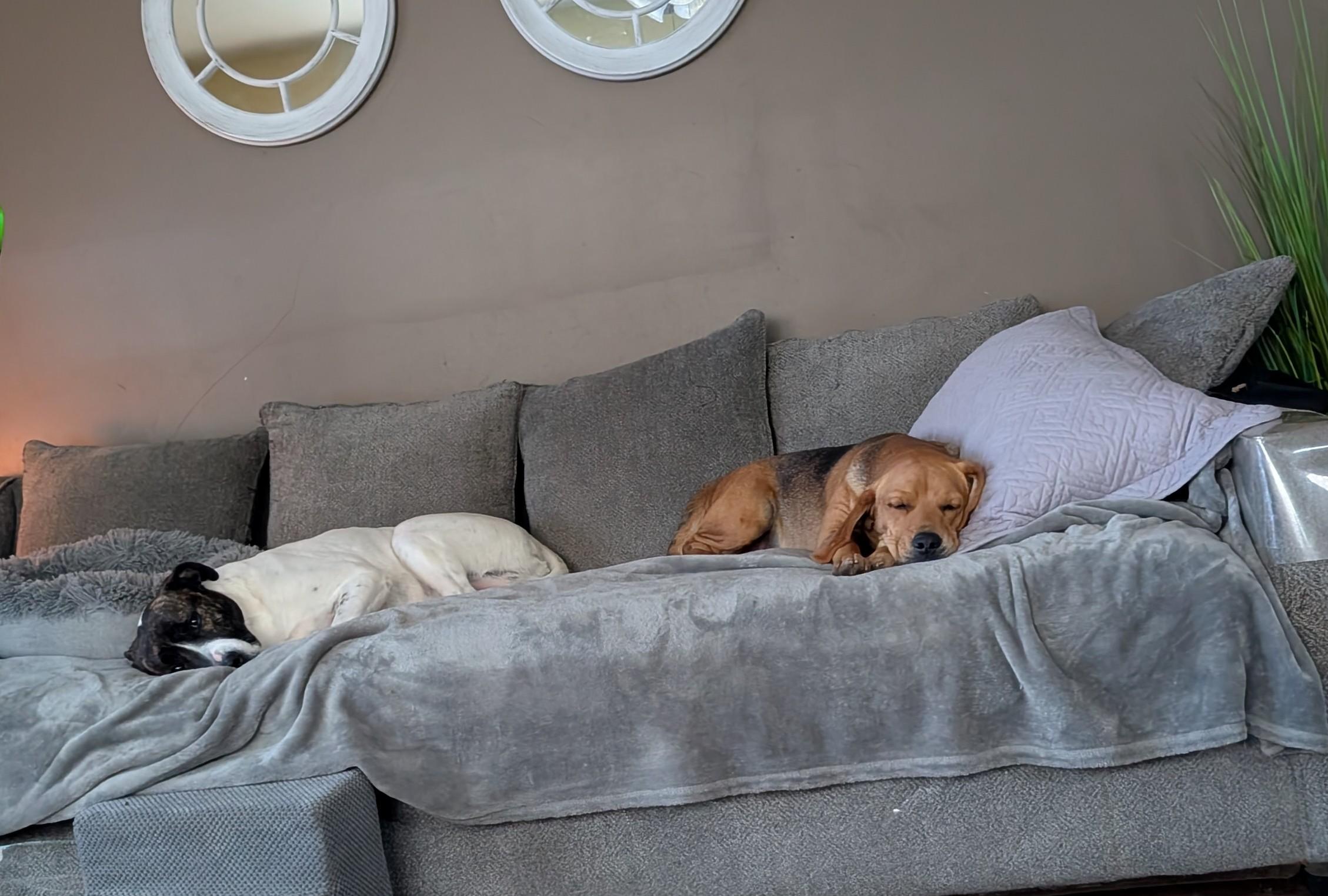 Enlarge Chase, a ADOPTABLE Beagle in Homer Glen, IL image 4/6