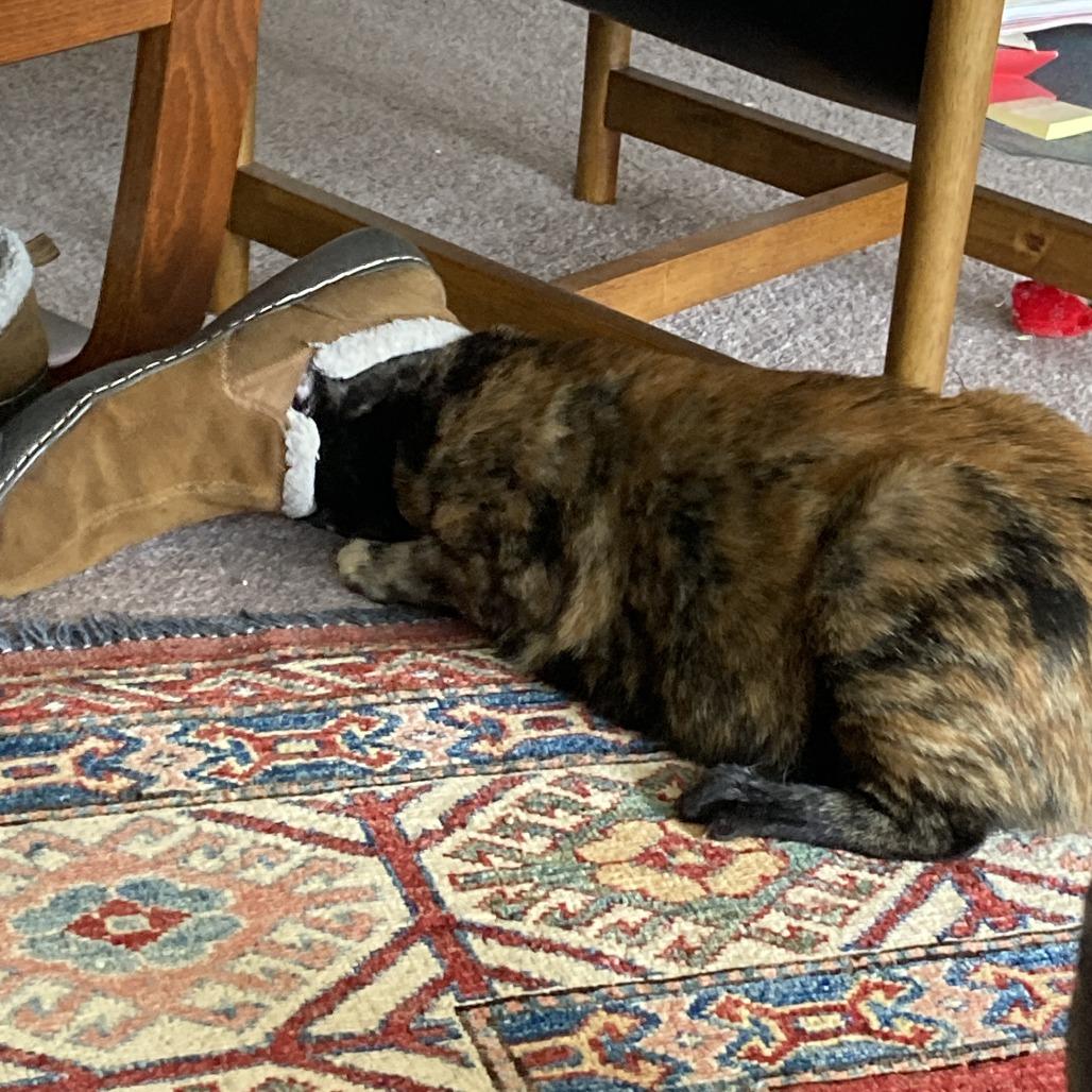 Enlarge Cookie Lou, a Adoptable Domestic Short Hair in Oakland, CA image 1/6