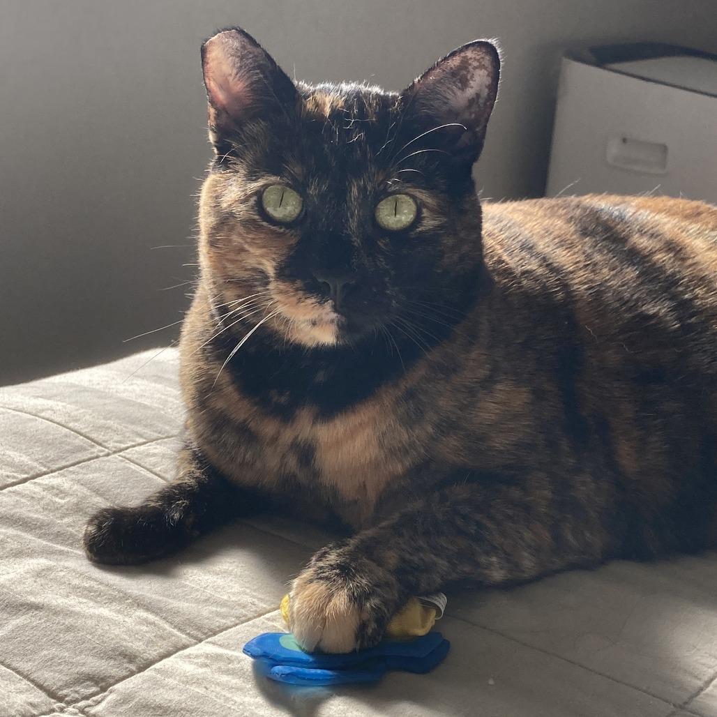 Enlarge Cookie Lou, a Adoptable Domestic Short Hair in Oakland, CA image 2/6