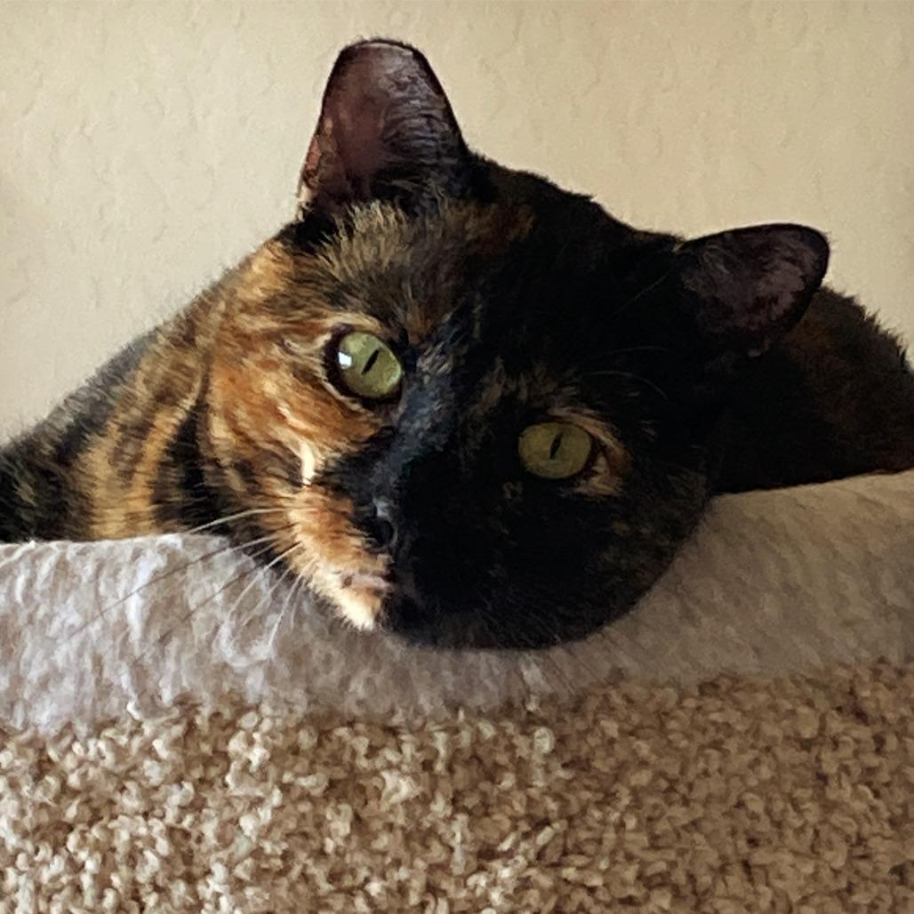 Enlarge Cookie Lou, a Adoptable Domestic Short Hair in Oakland, CA image 4/6