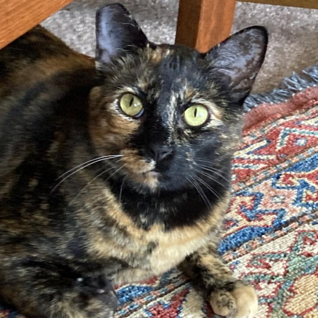 Enlarge Cookie Lou, a Adoptable Domestic Short Hair in Oakland, CA image 5/6