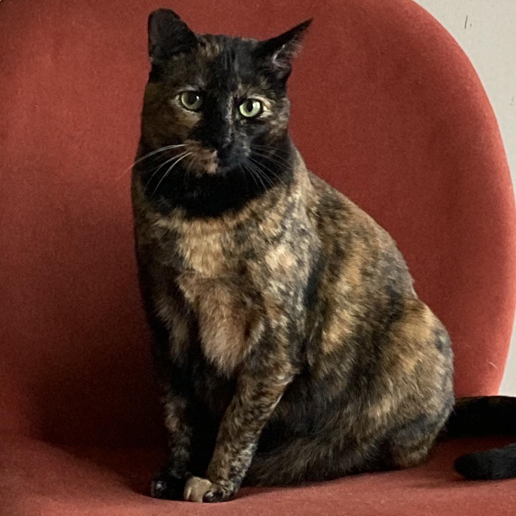 Enlarge Cookie Lou, a Adoptable Domestic Short Hair in Oakland, CA image 6/6