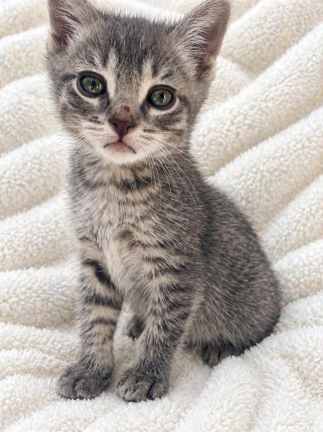 Enlarge Walnut, a Adoptable Domestic Short Hair in Long Beach, CA image 1/6