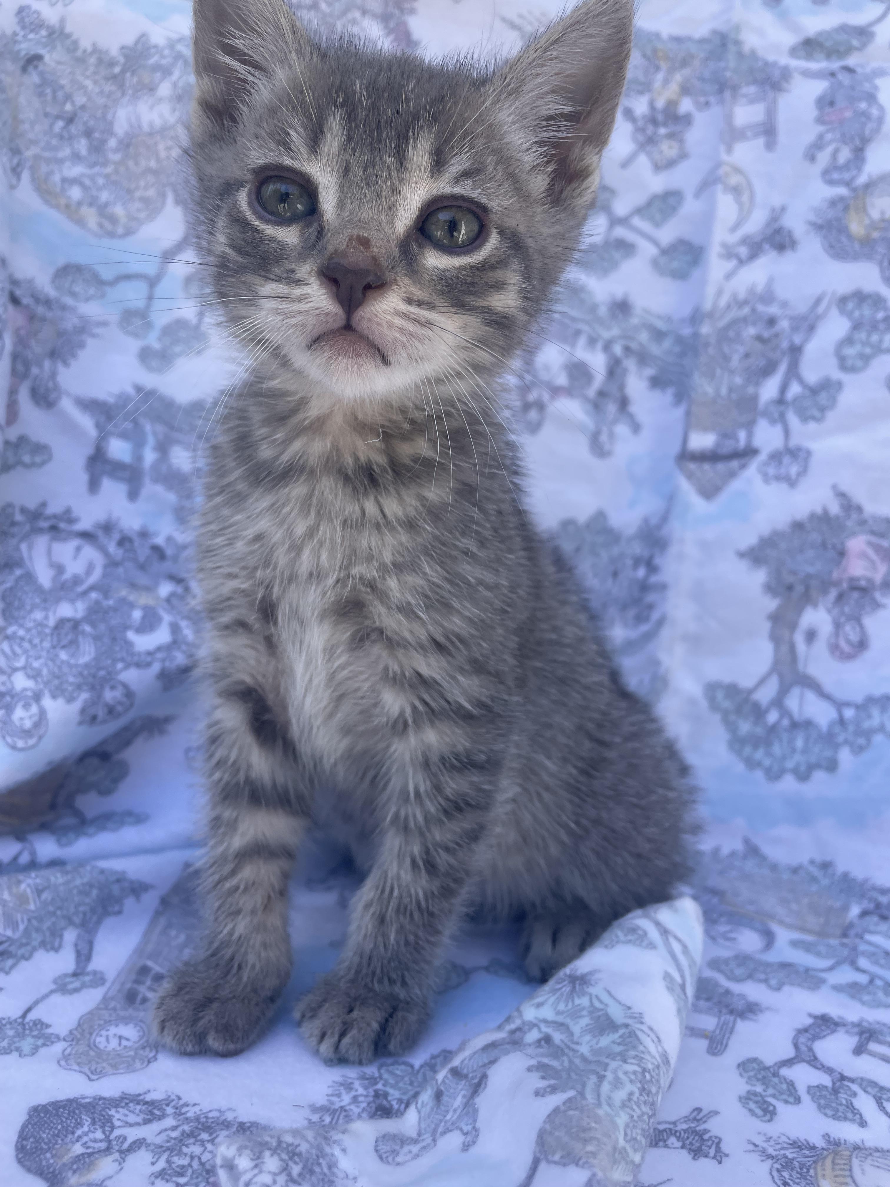 Enlarge Walnut, a Adoptable Domestic Short Hair in Long Beach, CA image 2/6