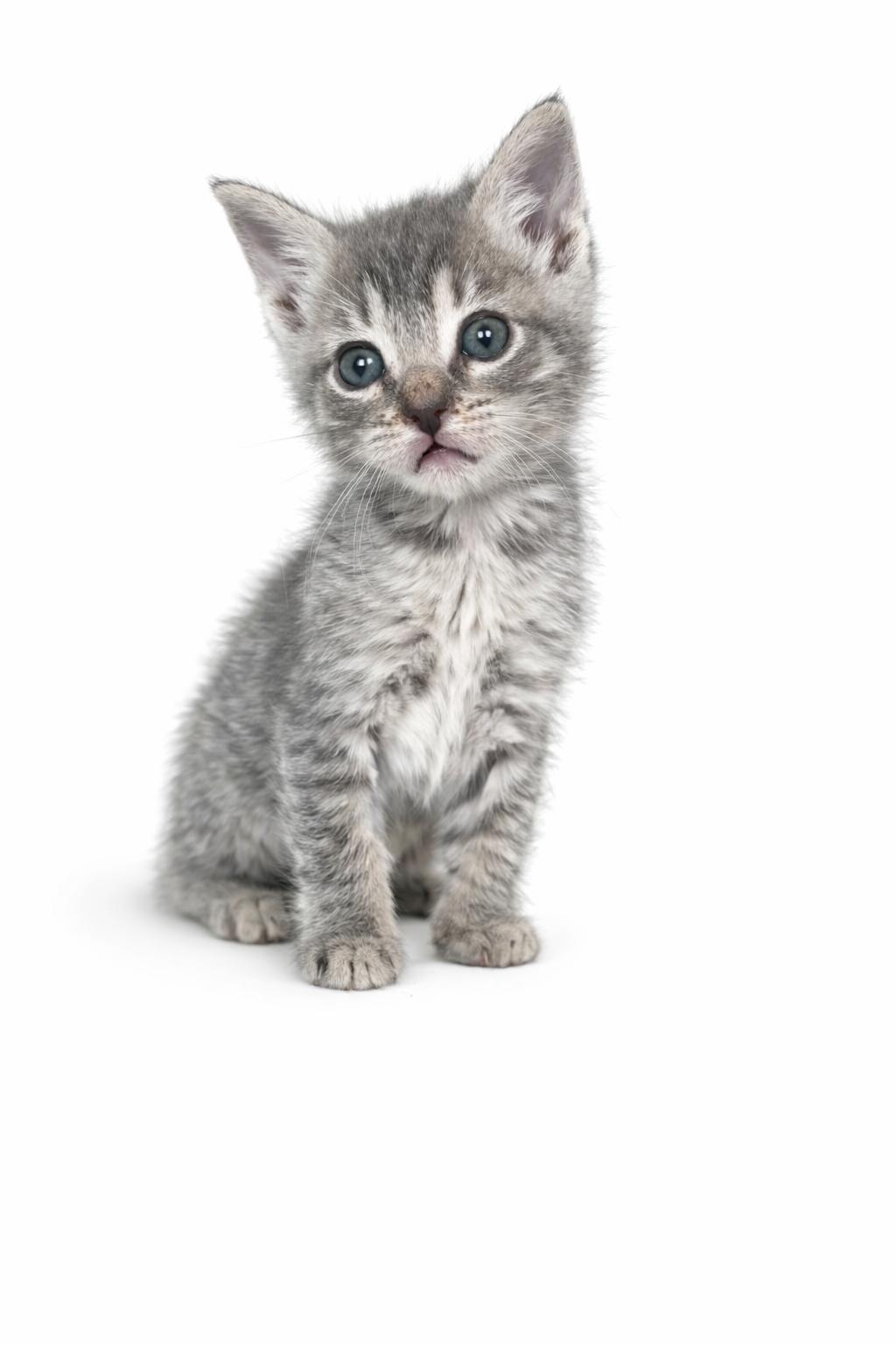 Enlarge Walnut, a Adoptable Domestic Short Hair in Long Beach, CA image 4/6