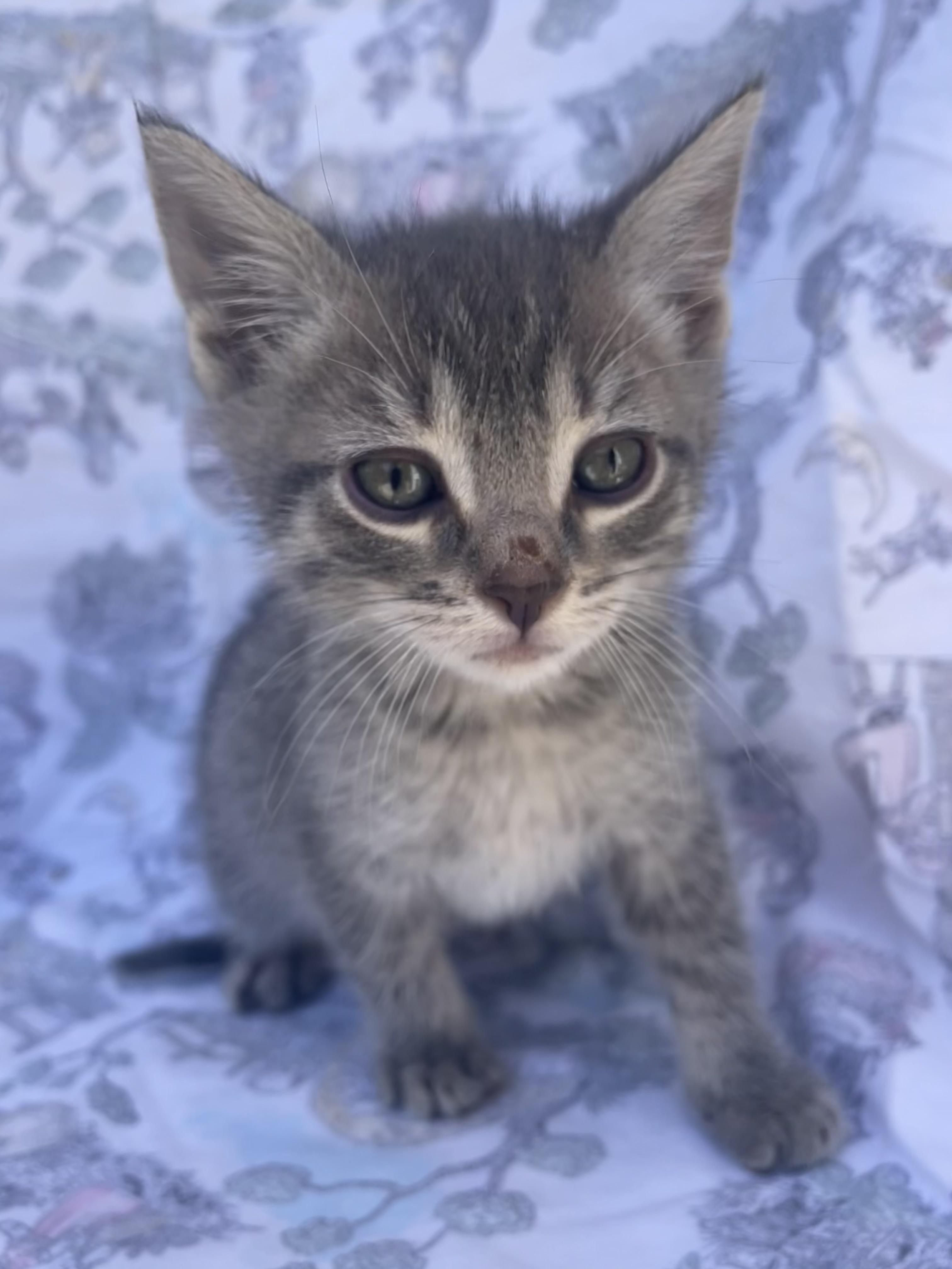 Enlarge Walnut, a Adoptable Domestic Short Hair in Long Beach, CA image 6/6