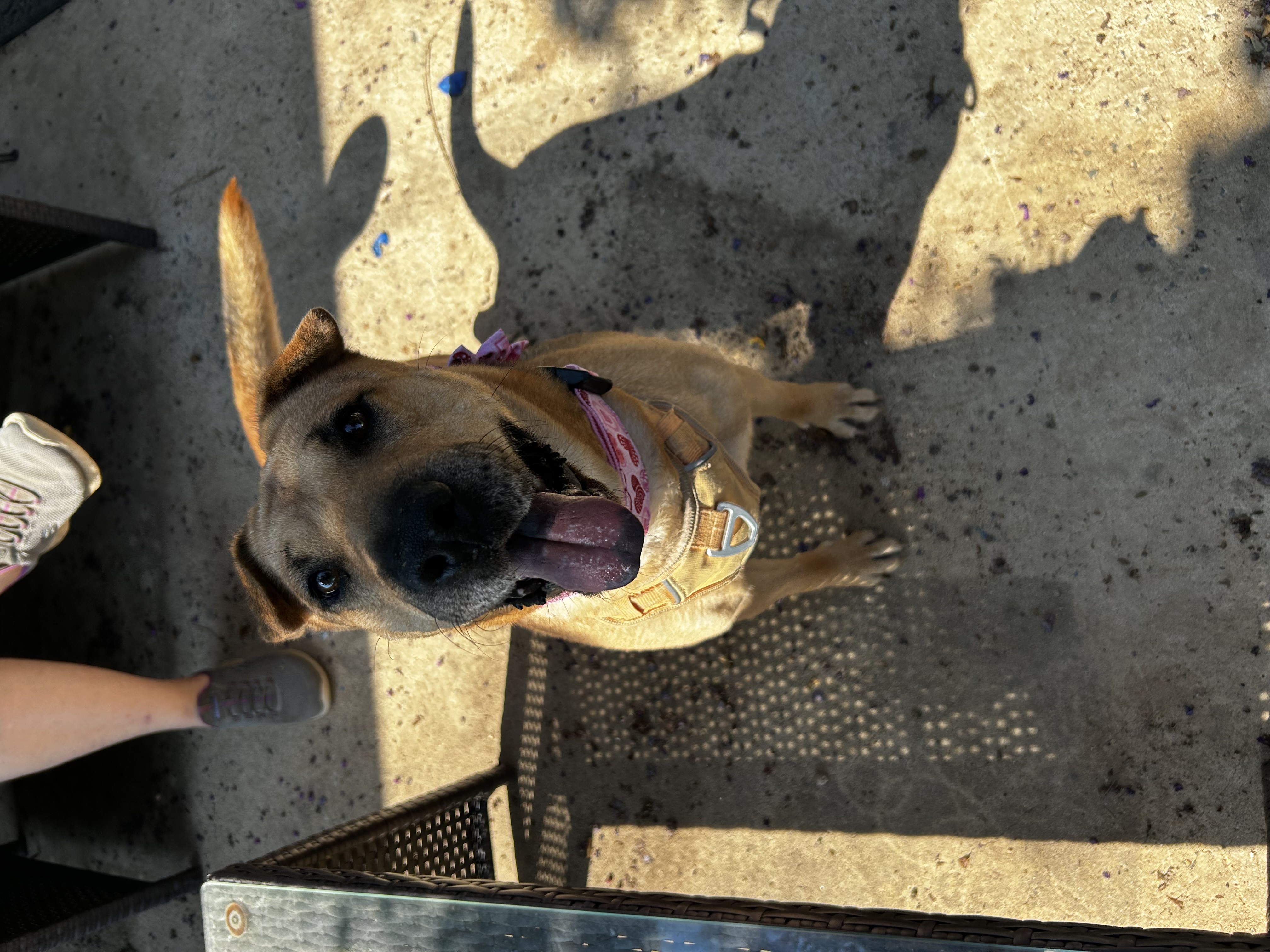 Enlarge Sasha, a Adoptable mixed breed in Indian Trail, NC image 2/3