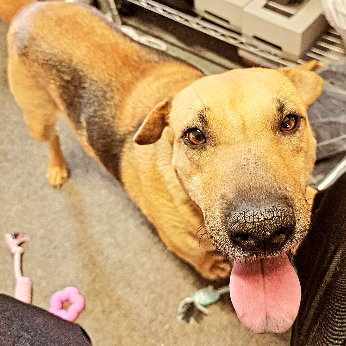 Enlarge Sasha, a Adoptable mixed breed in Indian Trail, NC image 3/3