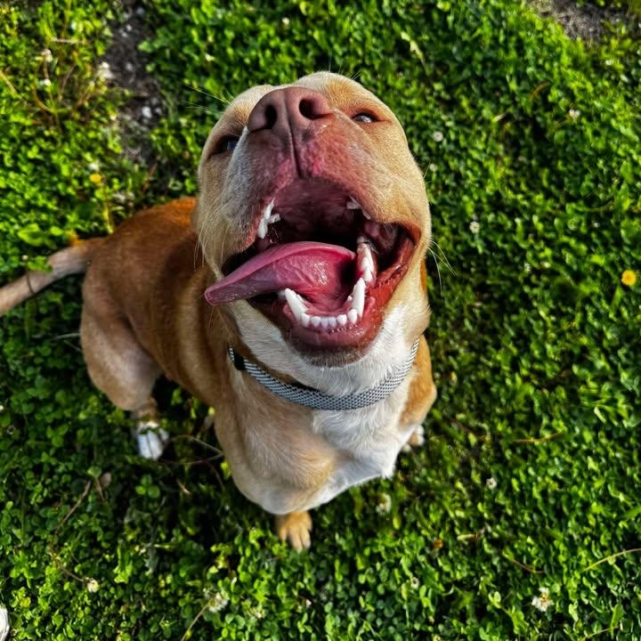 Tucker thumbnail 3