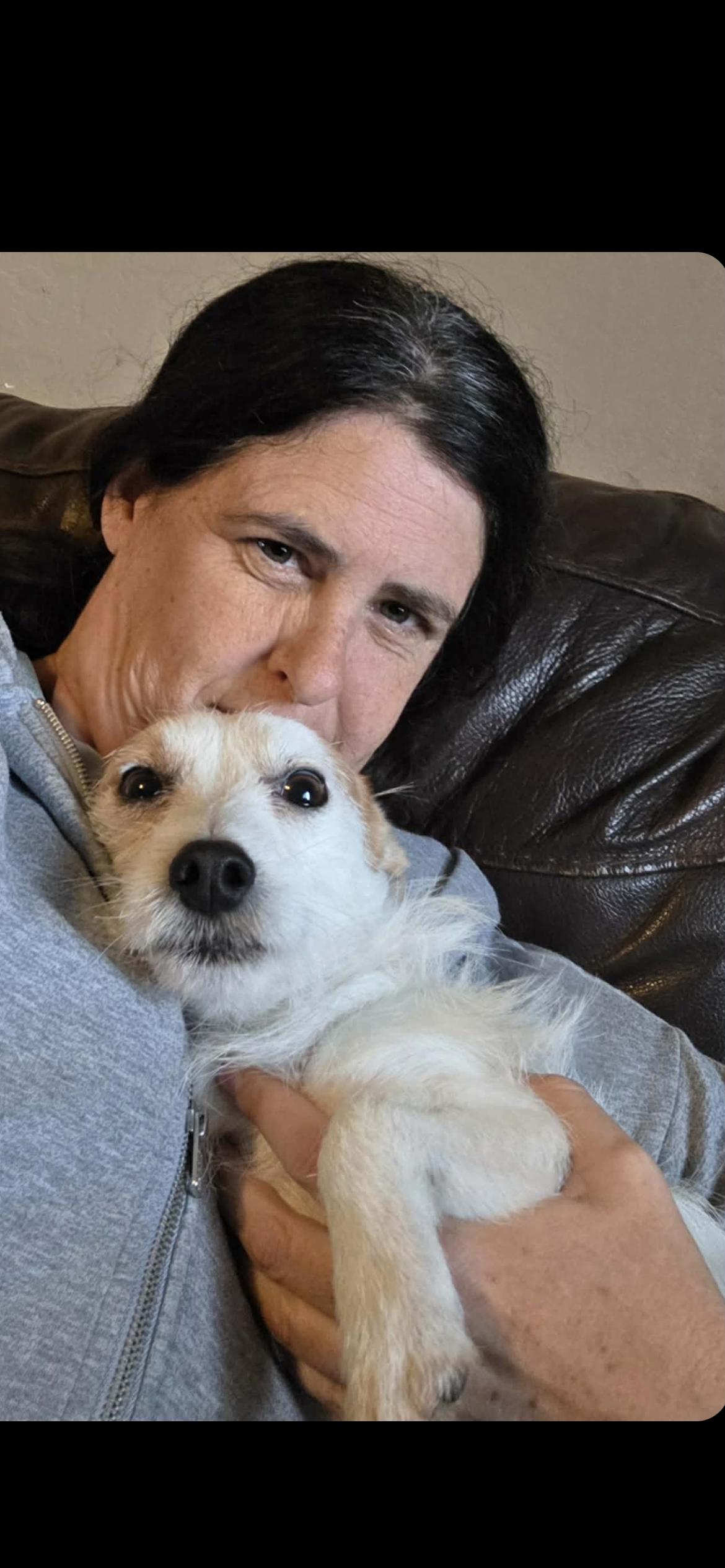 Sailor, a Adoptable mixed breed in Hamden, CT image 2/6