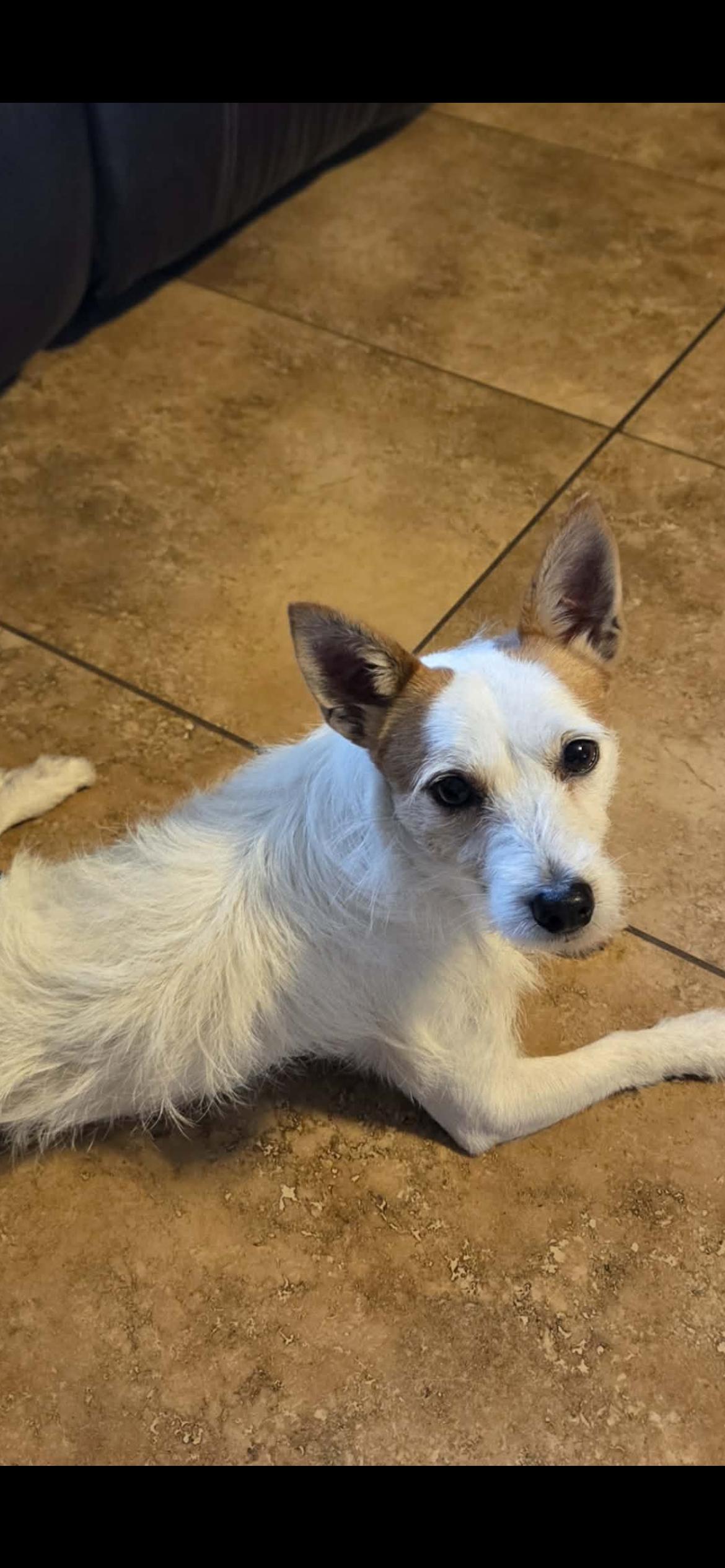 Sailor, a Adoptable mixed breed in Hamden, CT image 5/6