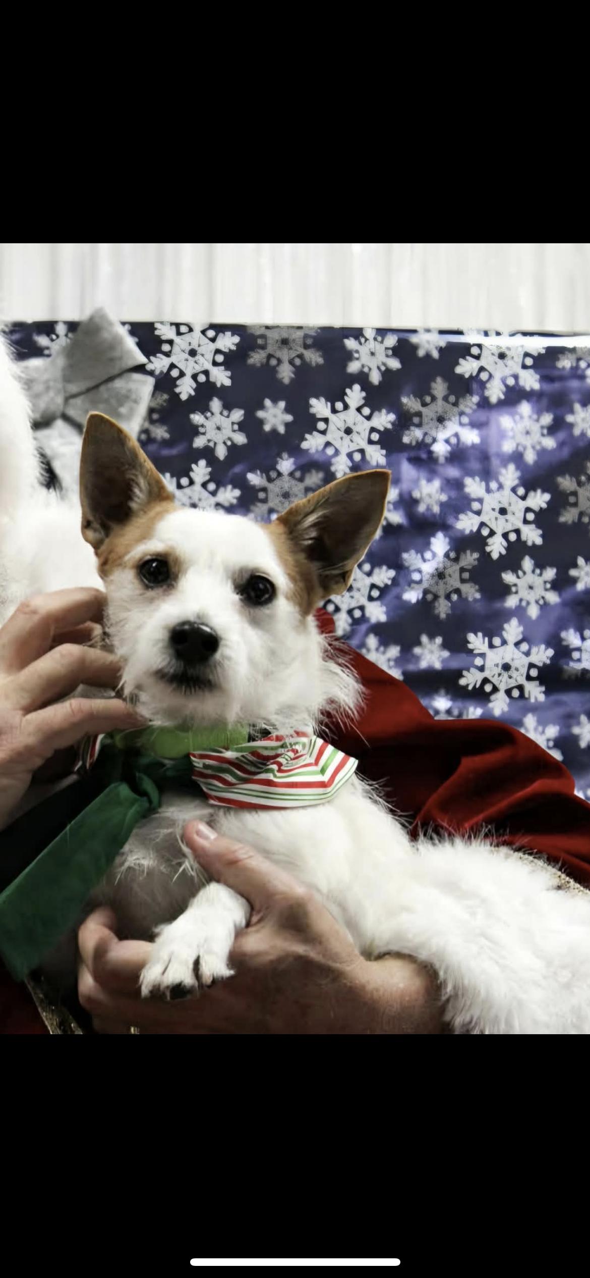 Sailor, a Adoptable mixed breed in Hamden, CT image 6/6