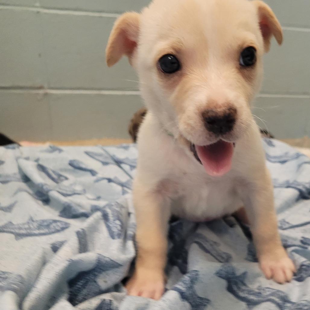 Butterscotch thumbnail 2